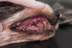 dog severe dental disease 